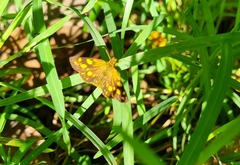 Metisella metis