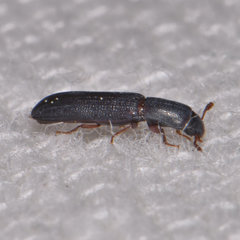 Colydium lineola