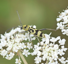 Chlorophorus varius