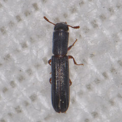 Colydium lineola