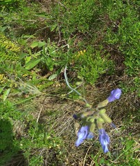 Salvia ringens