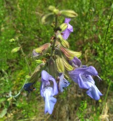 Salvia ringens