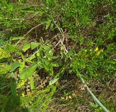 Salvia ringens