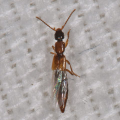 Lobrathium collare