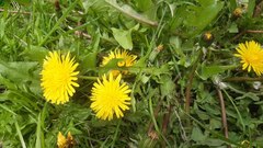 Taraxacum officinale