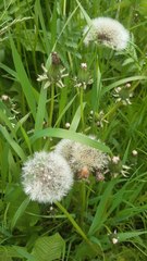 Taraxacum officinale