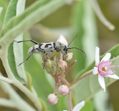 Chlorophorus varius