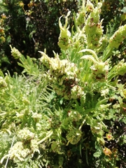 Lavandula viridis