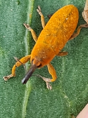 Lixus bardanae