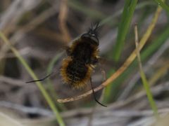 Bombylisoma