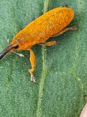 Lixus bardanae