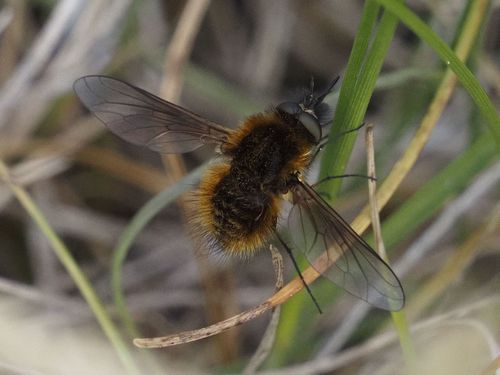 Bombylisoma minimum