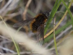 Bombylisoma