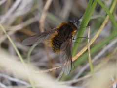 Bombylisoma