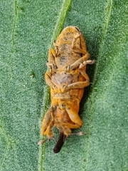 Lixus bardanae
