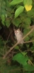 Otus megalotis
