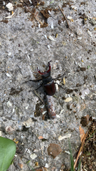 Lucanus cervus