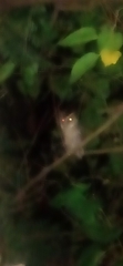 Otus megalotis