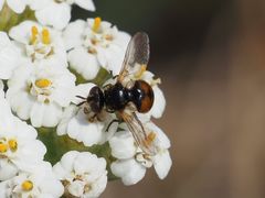 Gymnosoma nitens