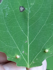 Harmandiola globuli