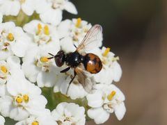 Gymnosoma nitens