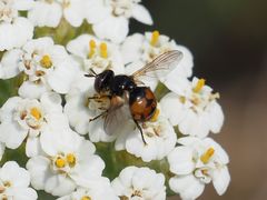 Gymnosoma nitens