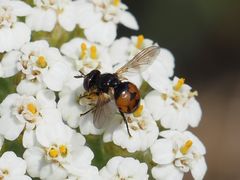 Gymnosoma nitens