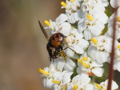 Gymnosoma nitens