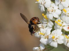 Gymnosoma nitens