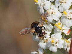 Gymnosoma nitens
