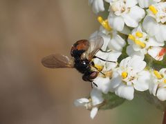 Gymnosoma nitens
