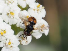 Gymnosoma nitens