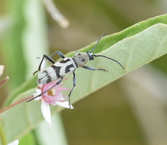 Chlorophorus varius