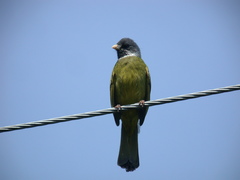 Spizixos semitorques