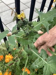Sonchus oleraceus