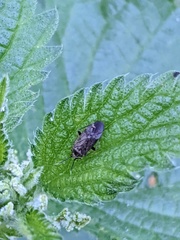 Plagiognathus arbustorum