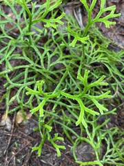 Diphasiastrum multispicatum