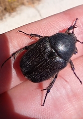 Protaetia morio