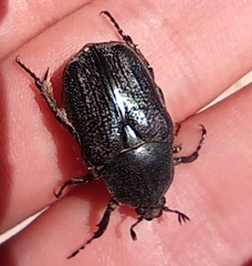 Protaetia morio