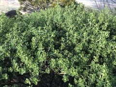 Prostanthera schultzii