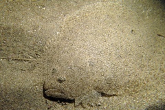 Scophthalmus rhombus