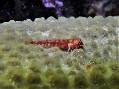 Helcogramma