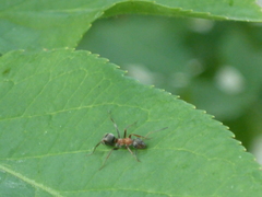 Lasius emarginatus