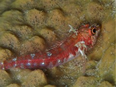 Helcogramma