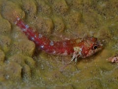 Helcogramma