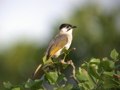 Styan's Bulbul photo 3