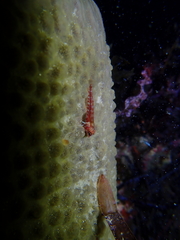 Helcogramma