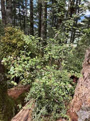 Viburnum parvifolium
