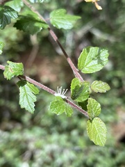 Viburnum parvifolium