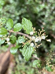 Viburnum parvifolium